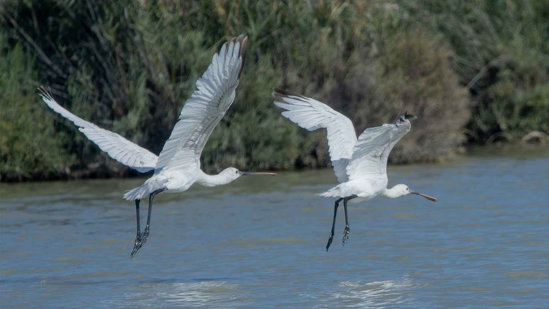 Eurasian Spoonbill